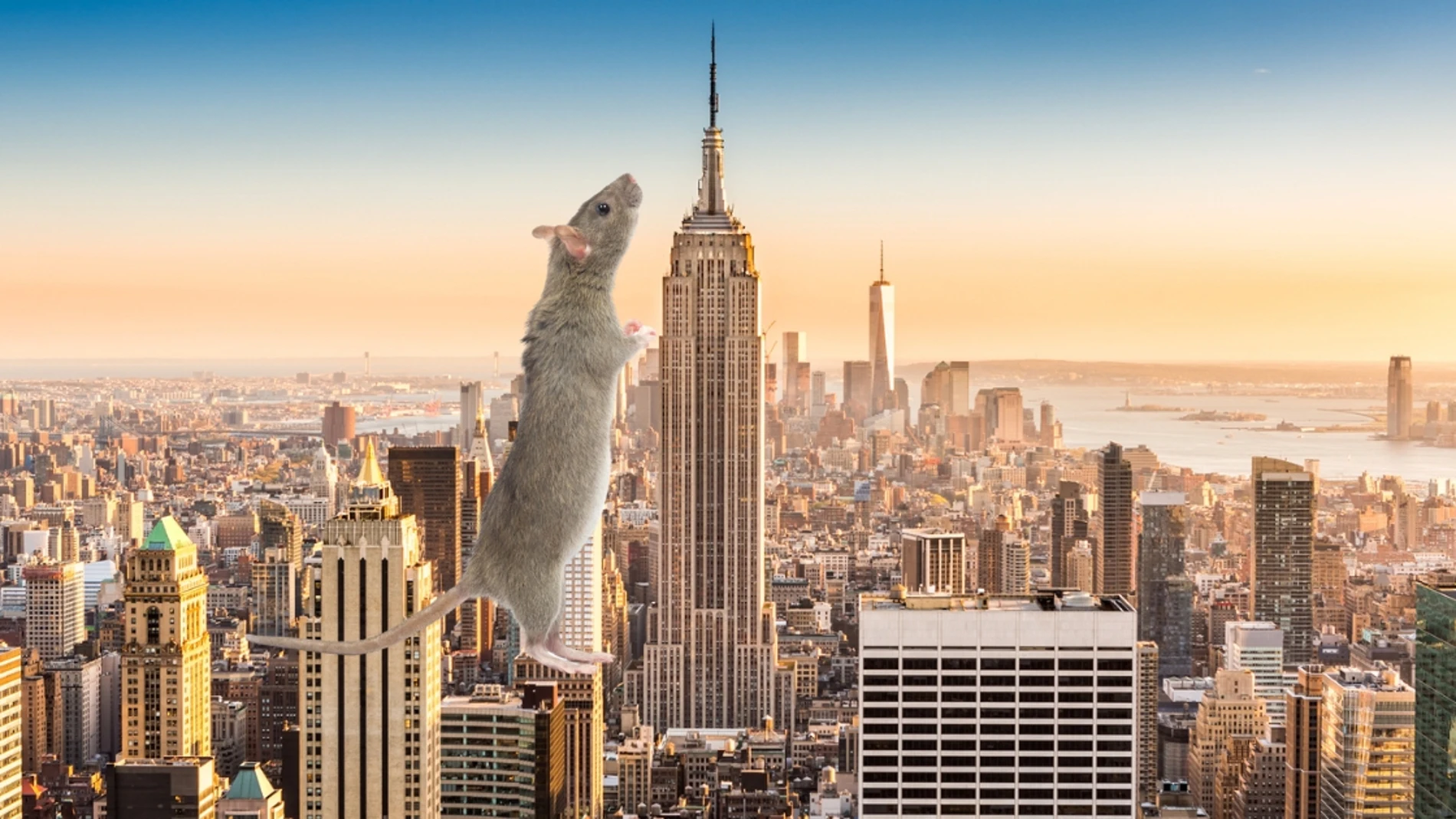 Tours de ratas: la nueva atracción turística de Nueva York