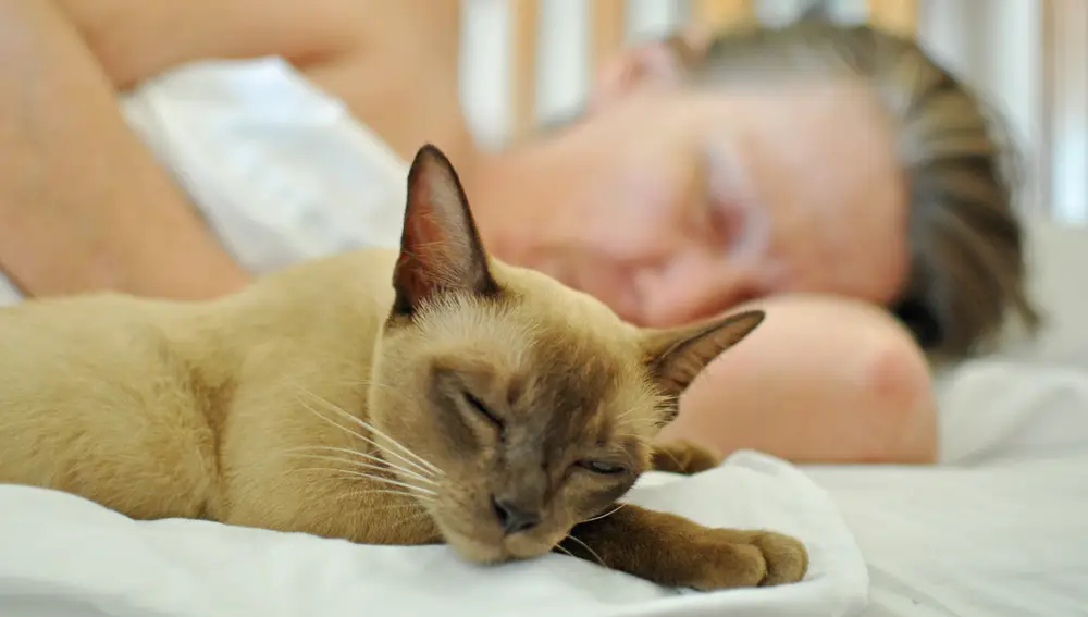 Gato y mujer durmiendo en la cama