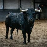"Faraón", el último toro de El Juli en Las Ventas