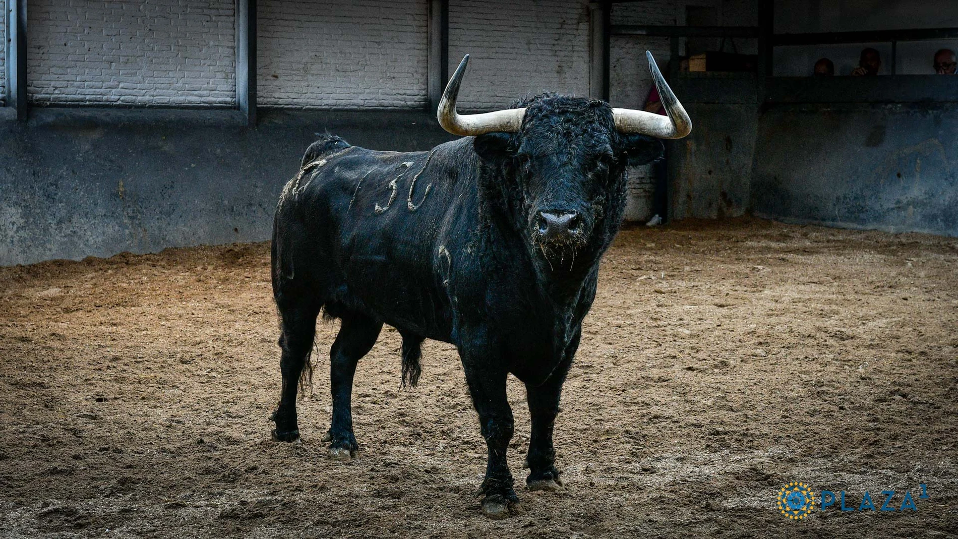 "Faraón", de Puerto de San Lorenzo, el último toro de El Juli en Las Ventas