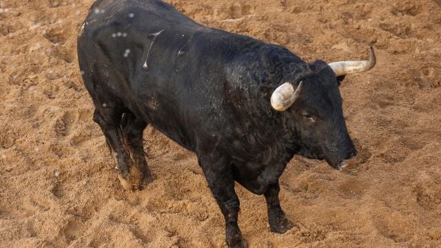 "Saleroso", el último toro en la brillante trayectoria de El Juli