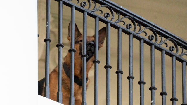 El perro del presidente Joe Biden, Commander, un pastor alemán, sentado en el balcón Truman de la Casa Blanca