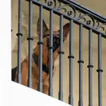 El perro del presidente Joe Biden, Commander, un pastor alemán, sentado en el balcón Truman de la Casa Blanca