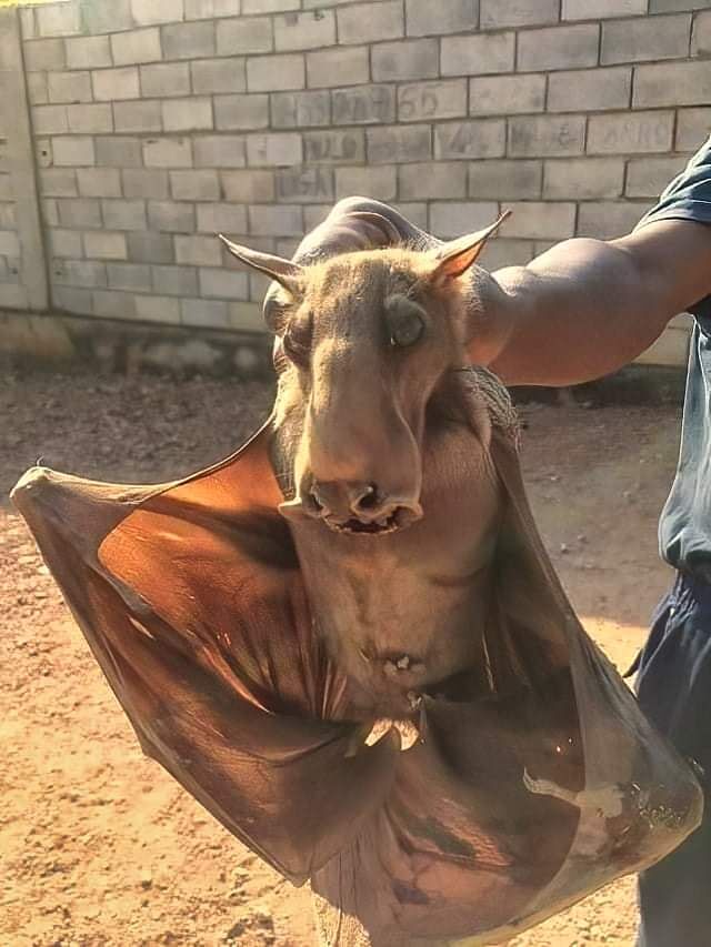 Un murciélago cabeza de martillo capturado en África