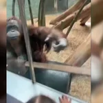 Un orangután golpea el vidrio de su jaula para que una mujer le enseñe de cerca a su bebé