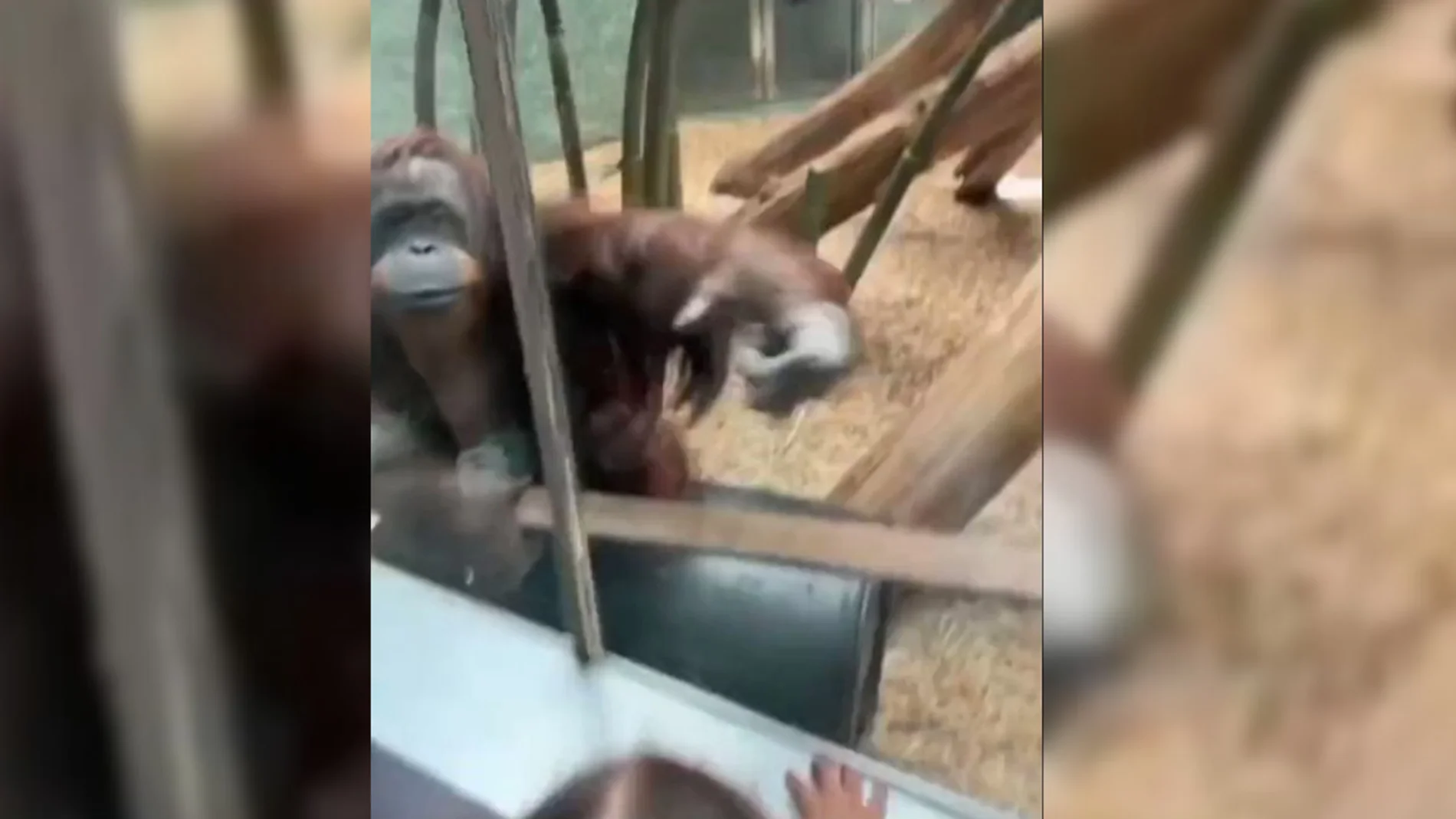 Un orangután golpea el vidrio de su jaula para que una mujer le enseñe de cerca a su bebé