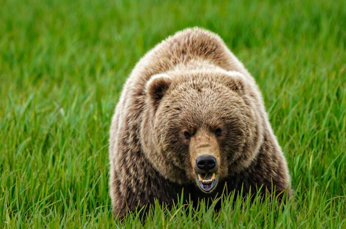 Canadá.- Un oso grizzly mata a una pareja en un parque nacional de Canadá