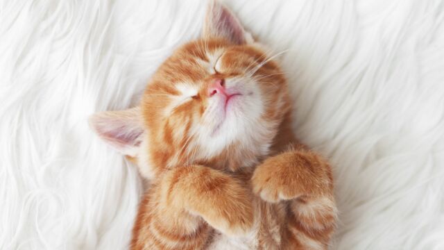 5 mitos muy dañinos sobre los gatos