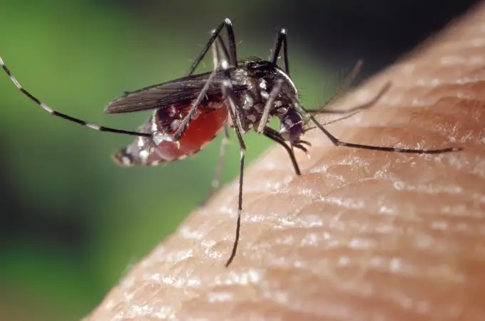 Inteligencia artificial para detectar la presencia del mosquito tigre