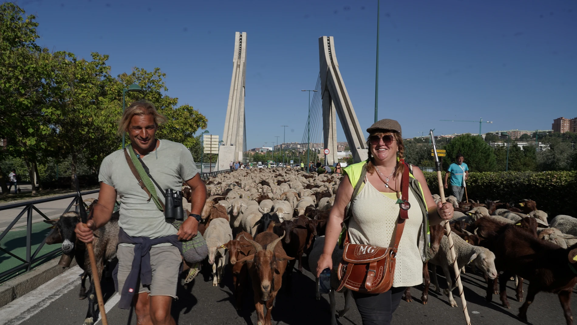  Trashumancia por la ciudad de Valladolid de unas 2.000 ovejas y cabras que discurren desde los Picos de Europa a la Sierra de Guadarrama
