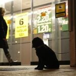 Un perro espera a su dueño a la puerta de un supermercado