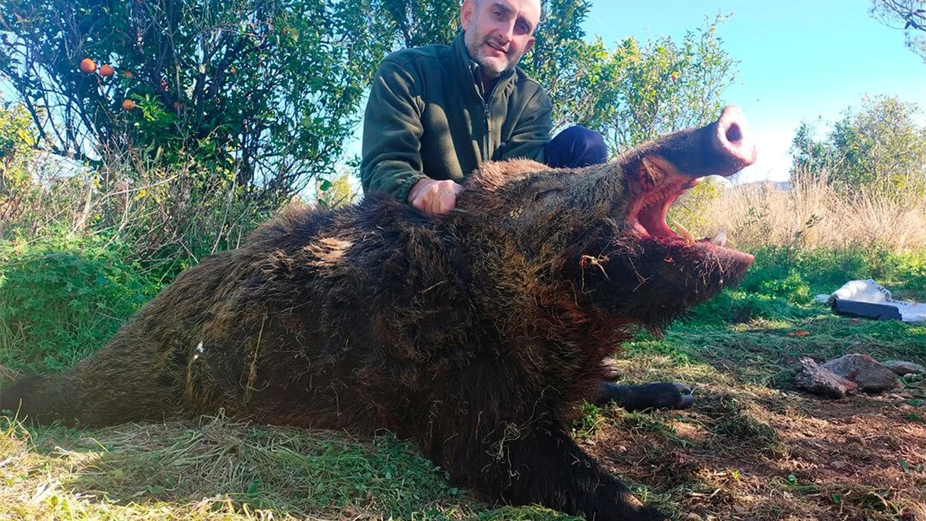 Jabalí abatido por un cazador