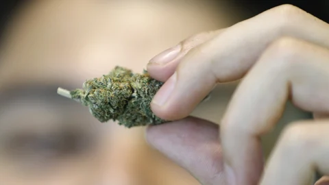 A 'budtender' displays a cannabis in Bangkok, Thailand