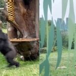 Gorilas corren en un zoo para protegerse de la lluvia