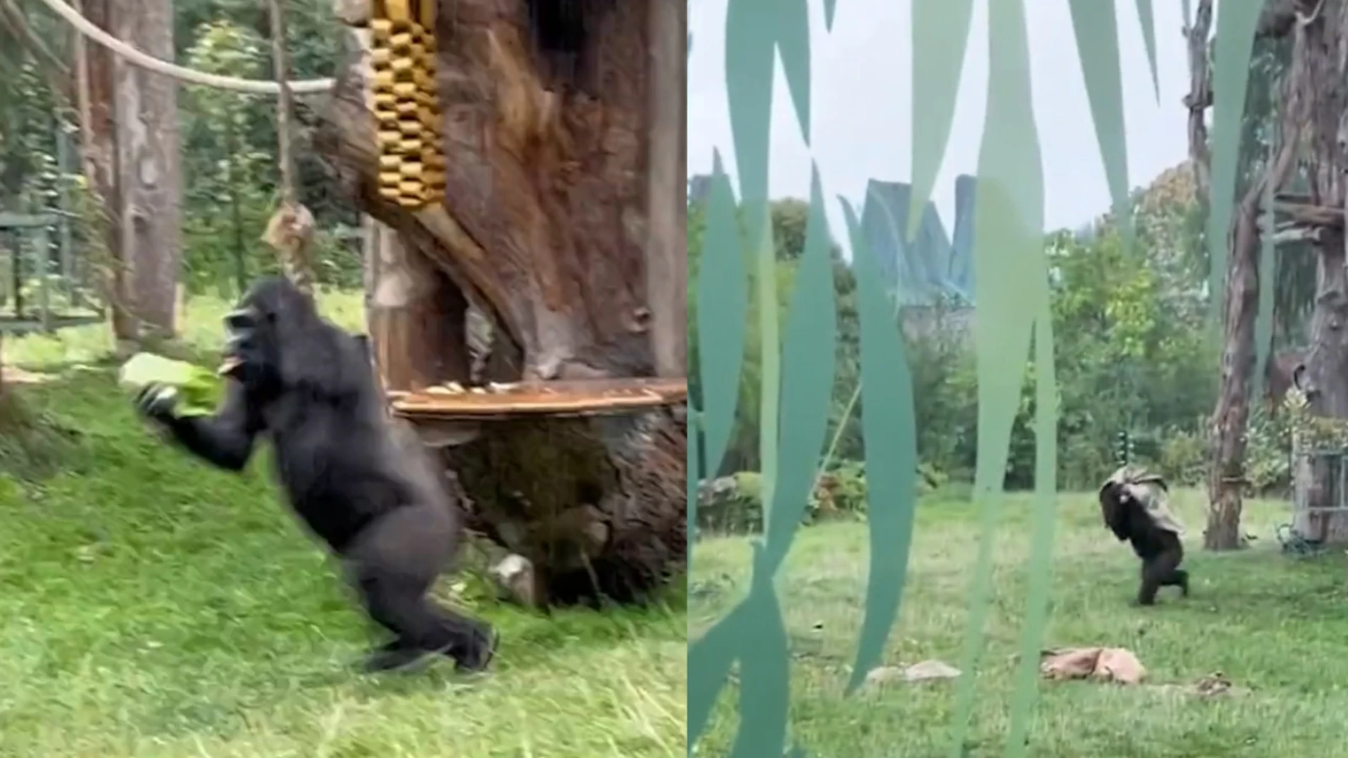 Gorilas corren en un zoo para protegerse de la lluvia