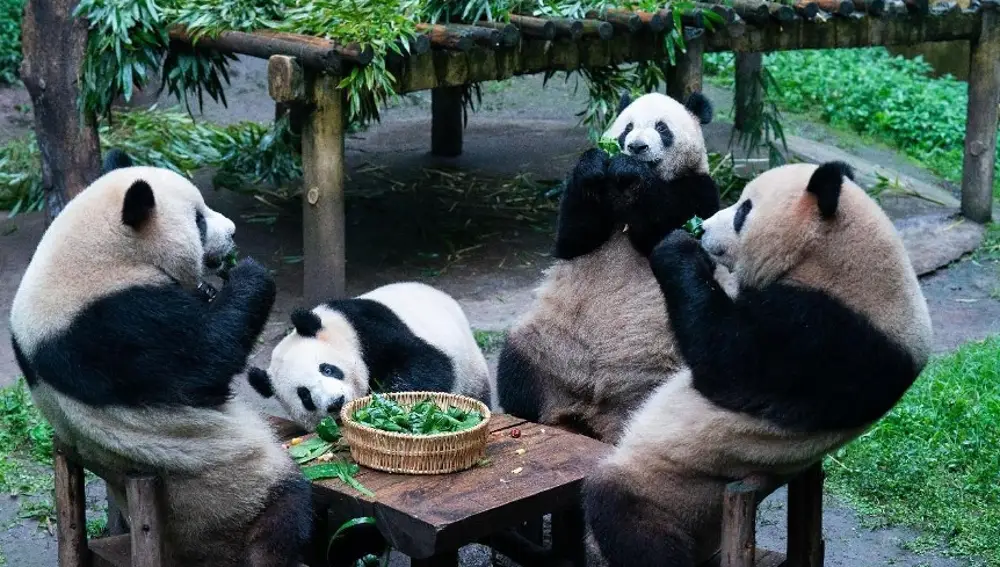 Un grupo de osos panda