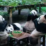 Un grupo de osos panda