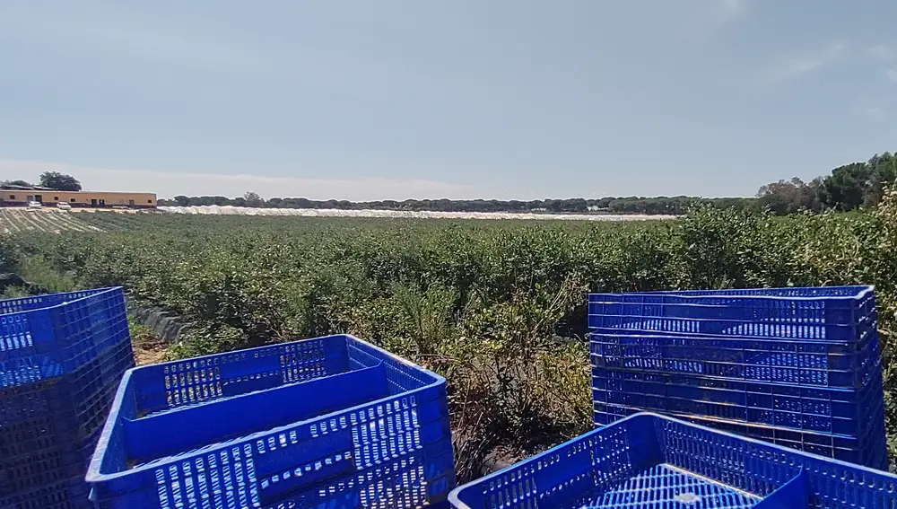 Finca de frutos rojos en el entorno de Doñana