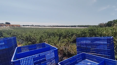 Finca de frutos rojos en el entorno de Doñana