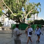 El Ayuntamiento de Sevilla anuncia la tala del ficus de la Encarnación por "riesgo de vuelco"