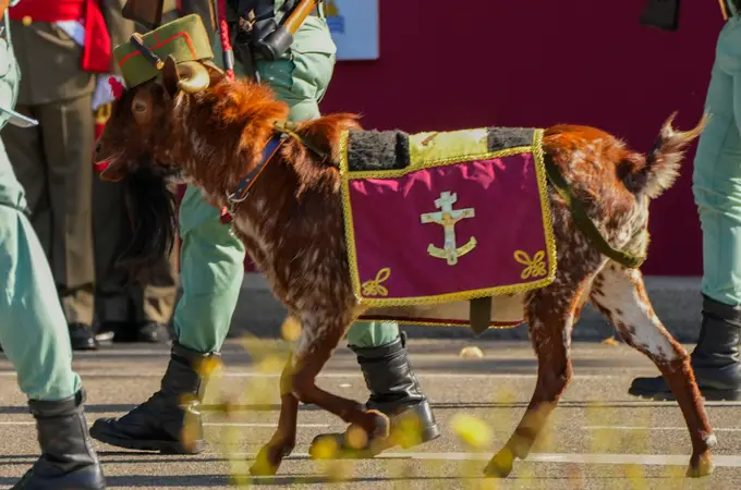 Los animales, los otros protagonistas del desfile: el chivo de la Legión 