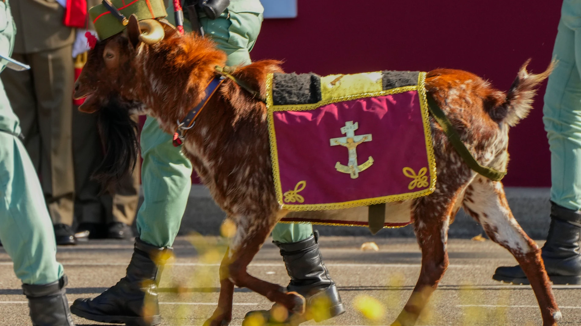 A goat, the pet of La Legion, an elite unit of the Spanish Army, walks during a military parade on the national holiday known as "Dia de la Hispanidad" or Hispanic Day in Madrid, Spain, Thursday, Oct. 12, 2023. Spain commemorates Christopher Columbus' arrival in the New World and also Spain's Armed Forces Day. (AP Photo/Manu Fernandez)
