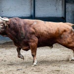 "Verbenero", último toro de la temporada madrileña