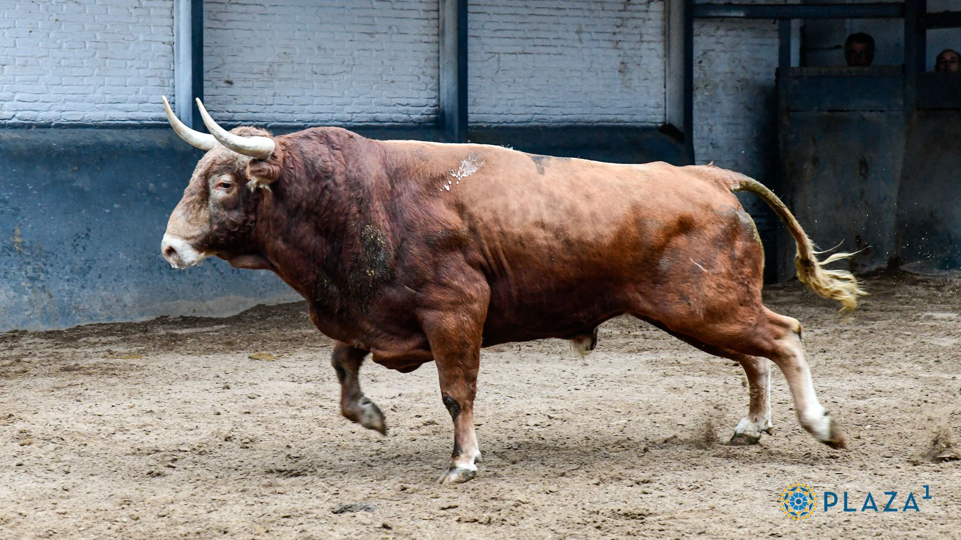 "Verbenero", último toro de la temporada madrileña