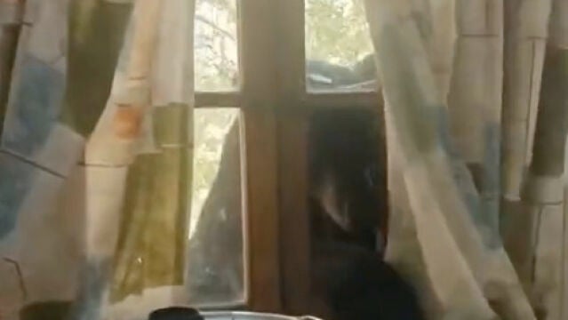 Un oso intenta irrumpir en una cabaña de México