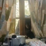 Un oso intenta irrumpir en una cabaña de México