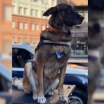 Cleo, la estrella canina del desfile del 12 de octubre durante años, se jubila