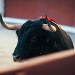 Madrid nombra a los responsables de buscar sus toros para la próxima temporada