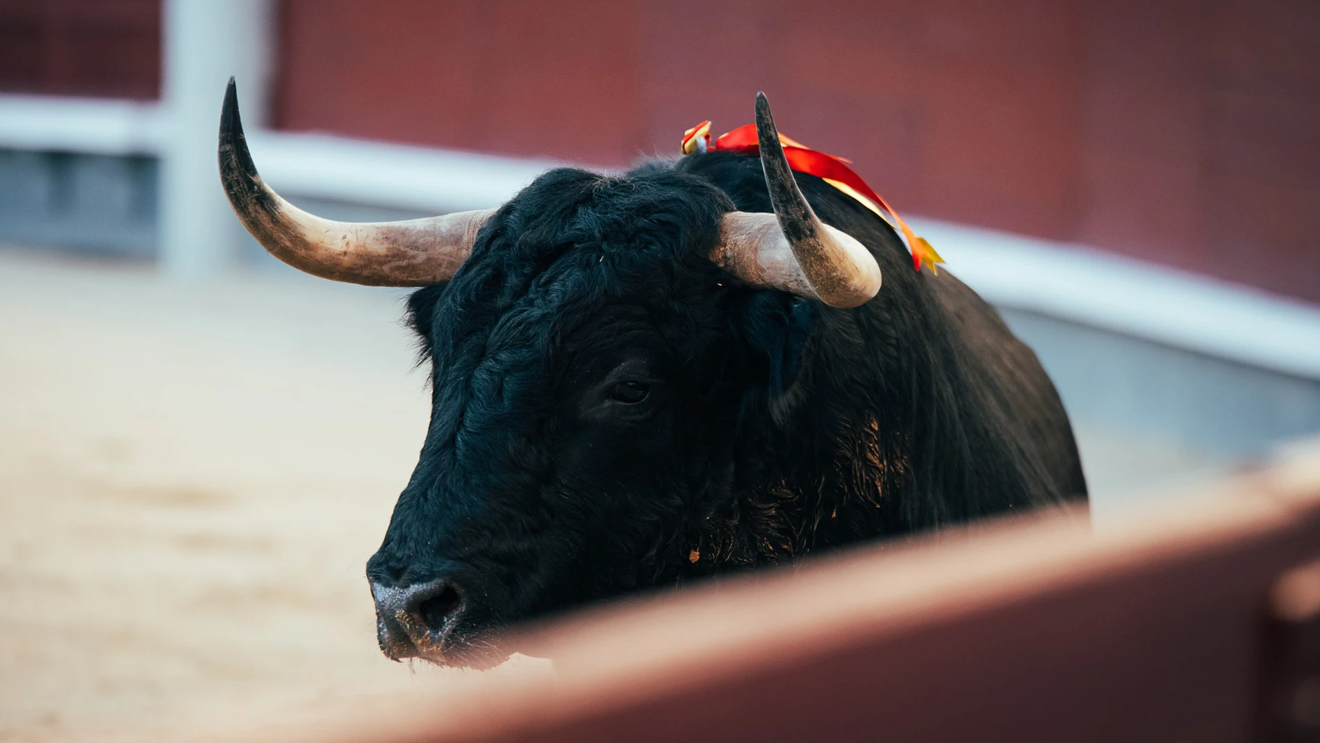 Madrid nombra a los responsables de buscar sus toros para la próxima temporada