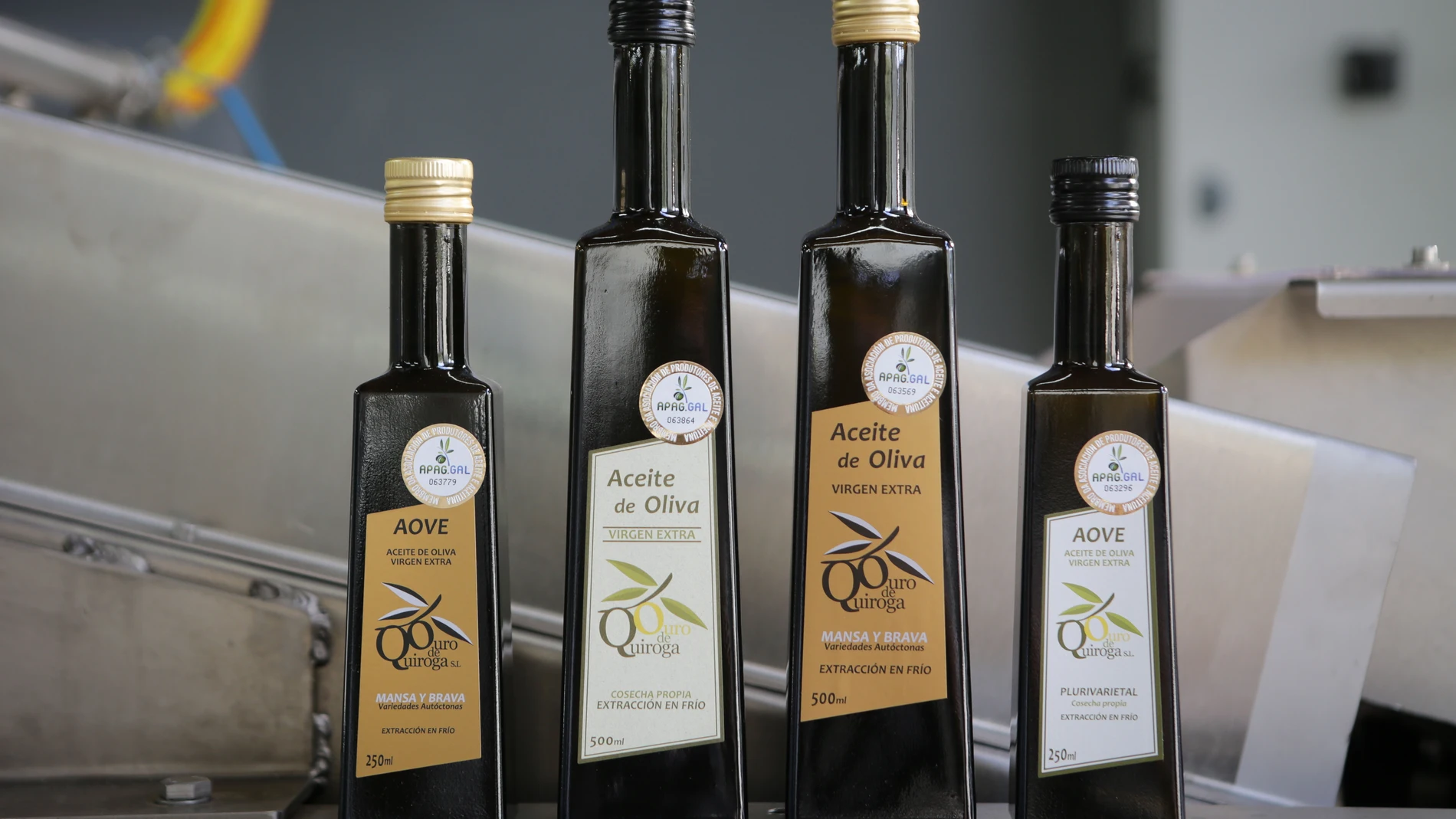 Varios botes de aceite de oliva durante el comienzo de la temporada del aceite en la comarca de Quiroga, a 11 de octubre de 2023, en Quiroga, Lugo, Galicia (España). Comienza la producción de aceite en la almazara Ouro de Quiroga, pese a su escasa producción con motivo de la sequía. Los productores de Ouro de Quiroga producen fundamentalmente aceite de oliva de las variedades autóctonas Mansa y Brava. 13 OCTUBRE 2023;QUIROGA;TEMPORADA PRODUCCIÓN;ACEITE;QUIROGA;LUGO Carlos Castro / Europa Pr...