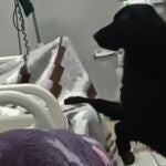 Un hombre enfermo abandona a su perro en el hospital donde estaba ingresado