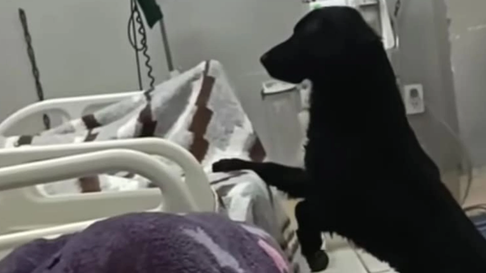 Un hombre enfermo abandona a su perro en el hospital donde estaba ingresado