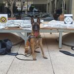 Para la detención ha sido fundamental la labor de Kata, uno de los perros de la Unidad Canina de la Policía local
