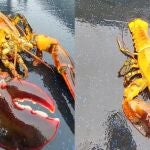 Langosta amarilla