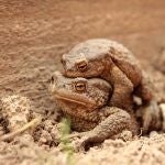 Ranas 