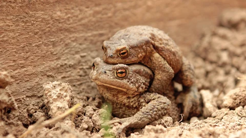 Ranas