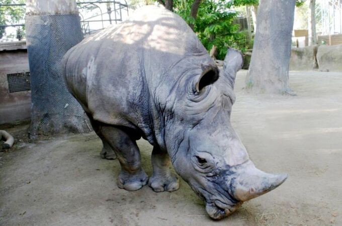 Pedro, el rinoceronte blanco más longevo de Europa
