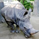 Pedro, el rinoceronte blanco más longevo de Europa