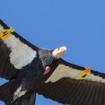 Las impresionantes alas del cóndor de California