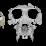 De izquierda a derecha, el cráneo de Pierolapithecus poco después de su descubrimiento, después de la preparación inicial y después de la reconstrucción virtual.