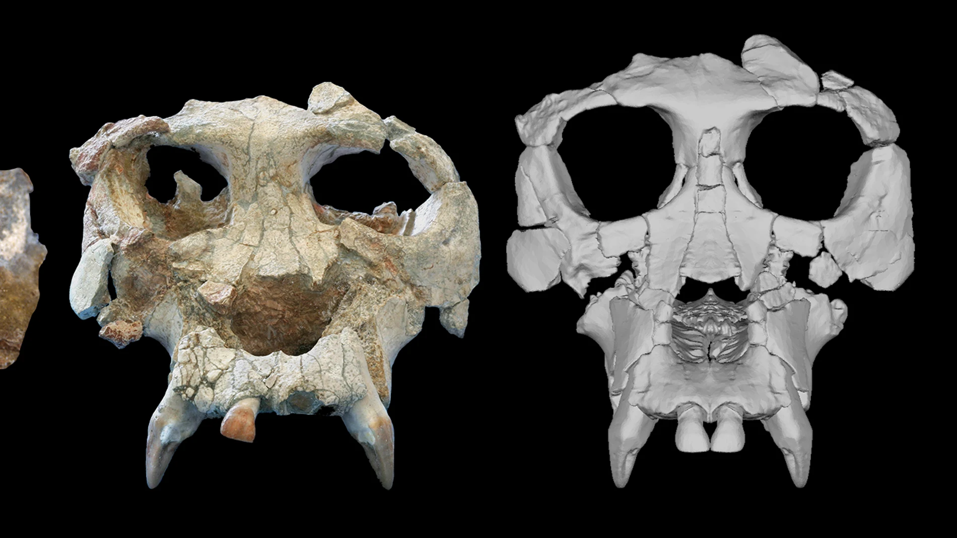 De izquierda a derecha, el cráneo de Pierolapithecus poco después de su descubrimiento, después de la preparación inicial y después de la reconstrucción virtual.