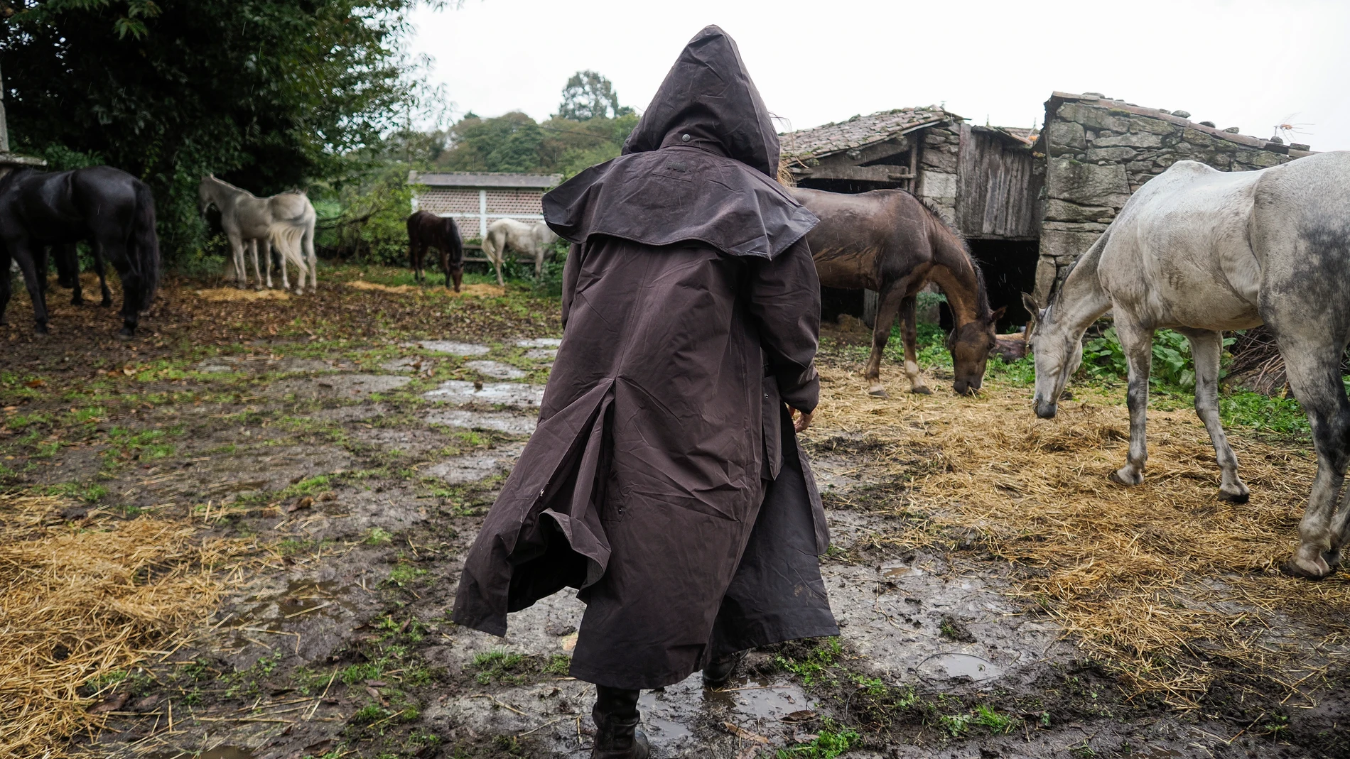 PALAS DEL REI (LUGO), 17/10/2023.- Un peregrino pasa este martes junto a varios caballos durante una etapa del Camino de Santiago, después de un día lluvioso marcado por la borrasca Babet. EFE/Eliseo Trigo