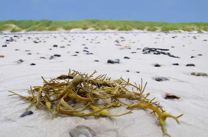La moda de comer algas llegó a España hace más de 8000 años, en el Mesolítico