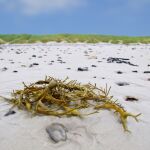 Algas en la arena de una playa