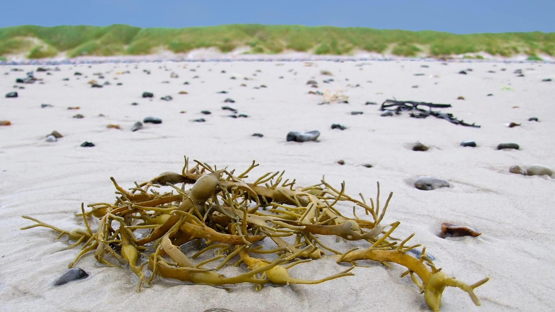 Algas en la arena de una playa