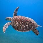 Soñar con tortugas: ¿qué significa?